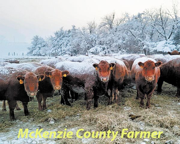 In honor of National Agriculture Week, a McKenzie County fourth-generation rancher shares his love of agricultural life
