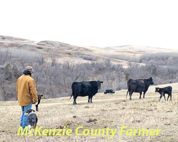 Ranchers feel the pain of the drought