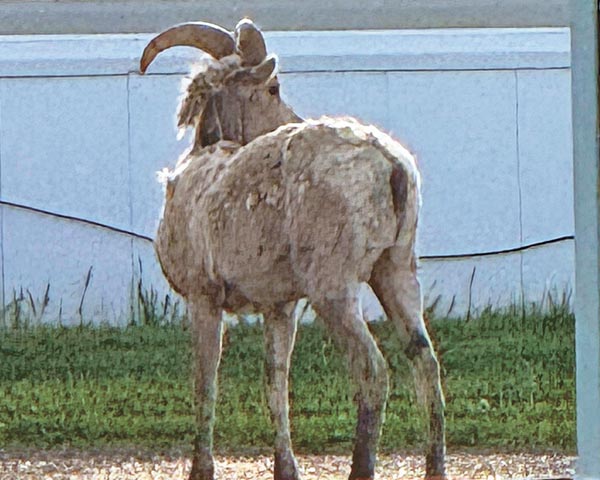 Bighorn sheep found wandering within Watford City was put down by WCPD officers