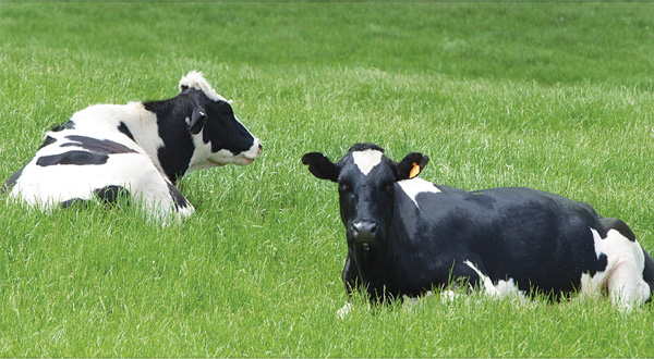 Dry ground, steady calving: North Dakota farmers navigate early spring challenges