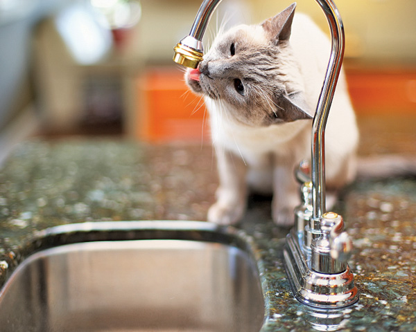 “Water is Safe”: Watford City official offers assurance amid taste and odor concerns