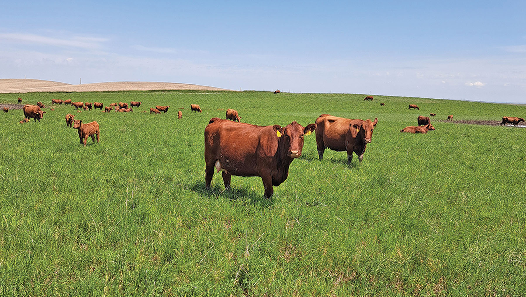 North Dakota cattle advocate sees promise amid strong markets and policy wins