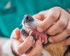 Vet says proactive dental health could extend pets life