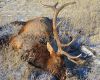 Two bull elk shot near Keene