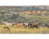 Theodore Roosevelt National Park to keep wild horses