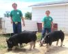4-H to use online auction for livestock sale