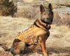 K-9 Xillo retires from local law enforcement