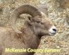 Bighorn sheep season opens after pneumonia sweeps badlands