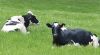 Dry ground, steady calving: North Dakota farmers navigate early spring challenges