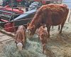 Local rancher shares insights as calving season gets underway