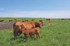State sees first case of anthrax in livestock