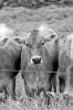 NDSU Cattle Backgrounding program set for Nov. 6